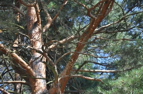 The bark on the trees. Stock Photos