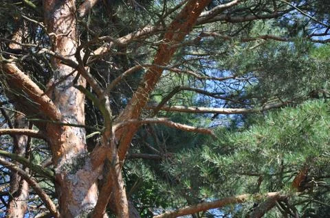 The bark on the trees. Stock Photos