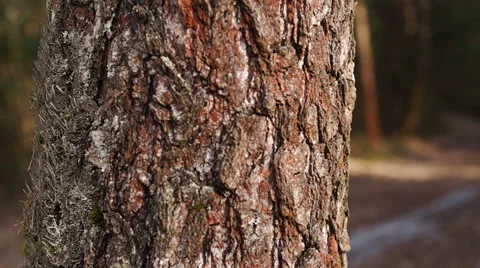 Bark of trees, at sunset Видео 49070628