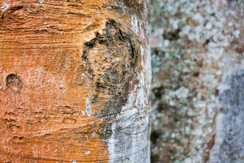 The bark of tropical trees Stock Photos