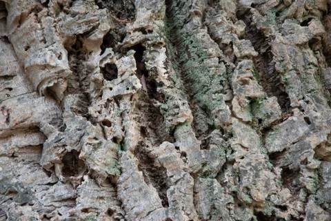 Bark of the trunk of a cork tree, close-up photo Stockfoto's