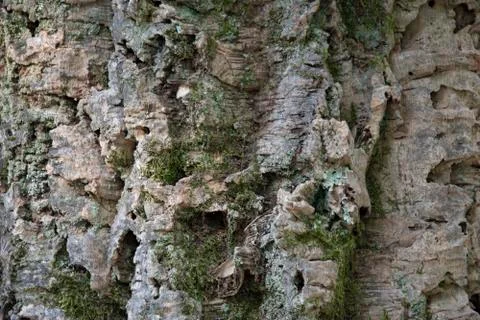 Bark of the trunk of a cork tree, close-up photo Stock Photos