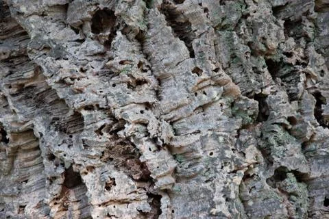 Bark of the trunk of a cork tree, close-up photo Foto stock