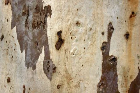 Bark of the trunk of a eucalyptus tree Stock Photos