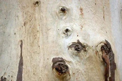 Bark of the trunk of a eucalyptus tree Stockfoto's