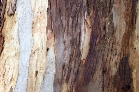 Bark of the trunk of a eucalyptus tree Stock-Fotos