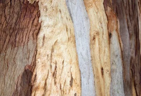 Bark of the trunk of a eucalyptus tree Stock Photos