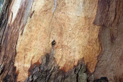 Bark of the trunk of a eucalyptus tree Stock-Fotos