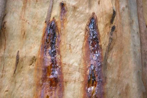 Bark of the trunk of a eucalyptus tree Stock-Fotos