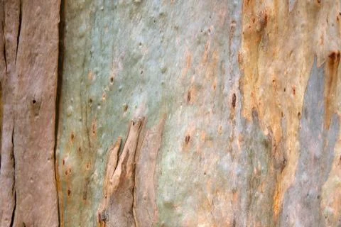 Bark of the trunk of a eucalyptus tree Foto stock