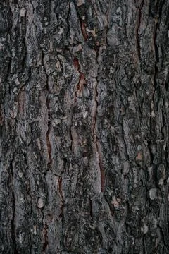 Bark of the trunk of a large pine. Stock Photos