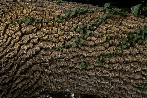 Bark on the trunk. Stock Photos
