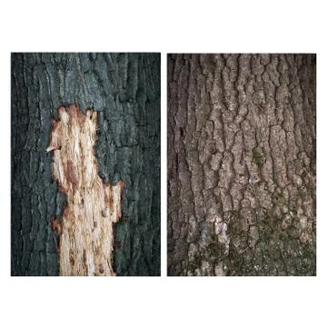 Bark with two oaks Foto stock