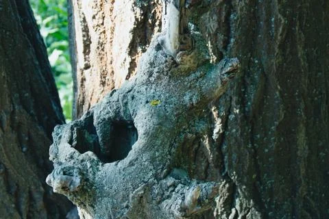 Bark with unusual patterns. Tree bark texture. Interesting patterns on the ba Stock Photos