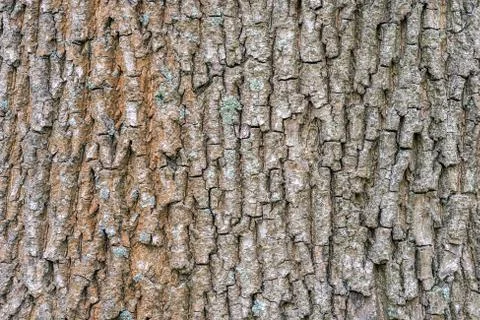 Bark of urban maple. Stock Photos