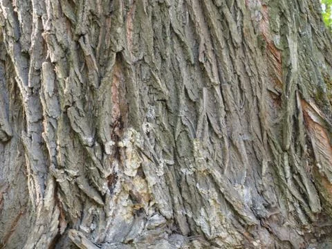 The bark is very old oak tree with streaks of resin. Stock Photos