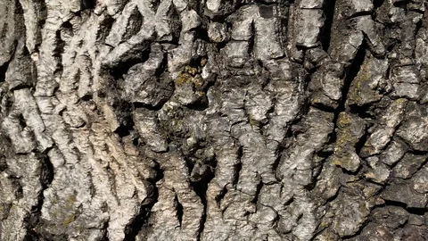 Bark of a walnut tree Stock Footage 107518657