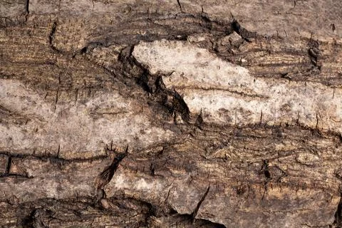 Bark of walnut tree, macro, background texture Stock Photos