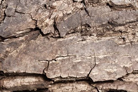 Bark of walnut tree, macro, background texture Stock Photos