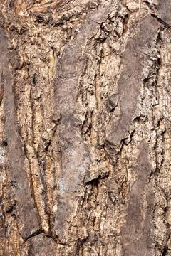 Bark of walnut tree, macro, background texture Stock Photos