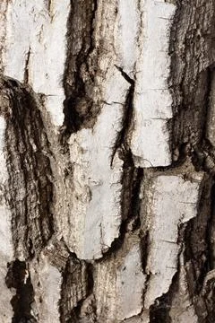 Bark of walnut tree, macro, background texture Stock Photos
