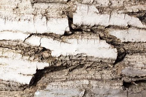 Bark of walnut tree, macro, background texture Stock Photos