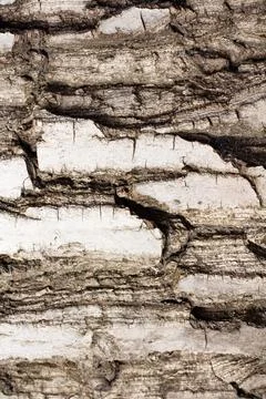 Bark of walnut tree, macro, background texture Stock Photos