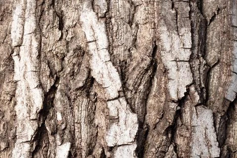 Bark of walnut tree, macro, background texture Stock Photos