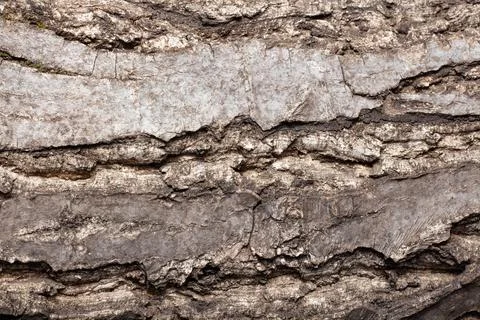 Bark of walnut tree, macro, background texture Stock Photos