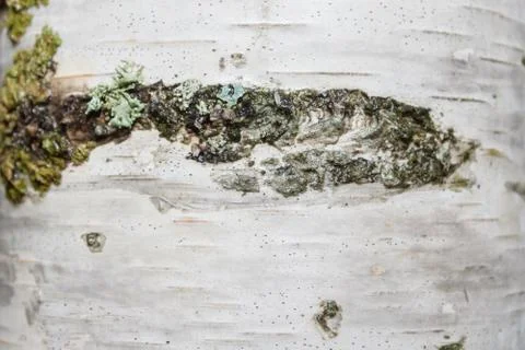 The bark of a white birch tree is closely photographed Stock Photos