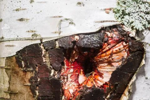 The bark of a white birch tree is closely photographed Stock-Fotos