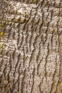 Bark of white poplar Stock Photos