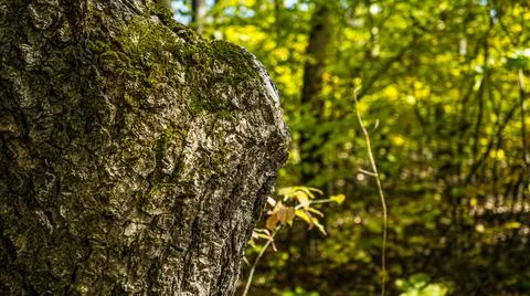 The bark of a wild tree in the forest Stock Photos