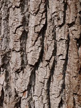 Bark of willow, close-up Stock Photos