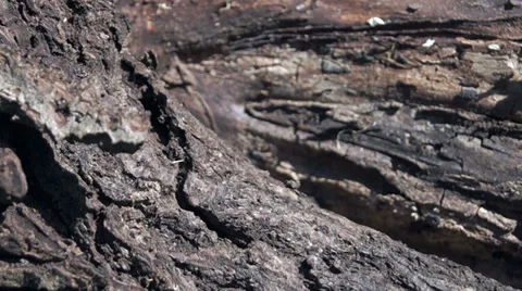 Bark wood ant Видео 38706438