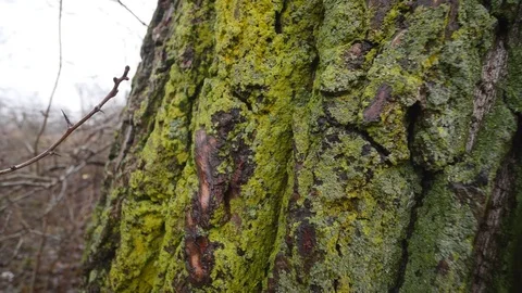Bark of wood with moss Stock Footage 83780911
