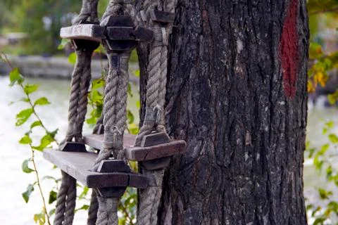 Bark wood Stock Photos