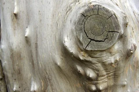 Bark wood Stock Photos