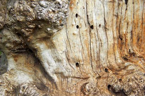 Bark wood Stock Photos