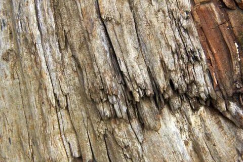 Bark wood Stock Photos