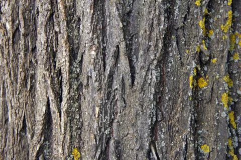 Bark wood Stock Photos
