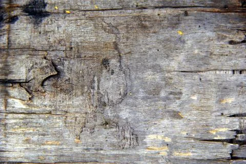 Bark wood Stock Photos