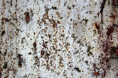 Bark wood Stock Photos