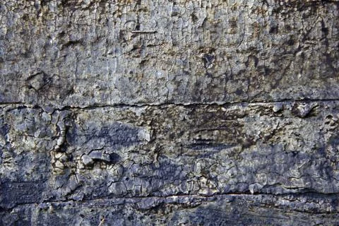Bark wood Stock Photos