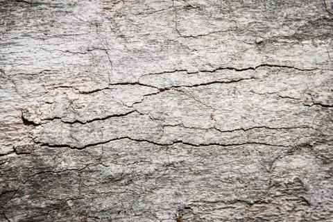 Bark of  wood 스톡 사진