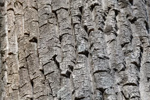 Bark of wood Stock Photos