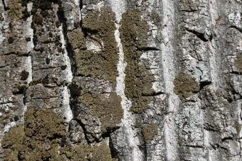 Bark of wood Stock Photos