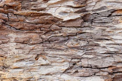 Bark wood texture background Stock Photos