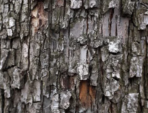 Bark wood texture background Foto stock