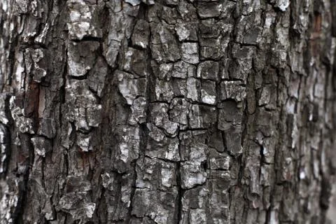 Bark wood texture background Foto stock